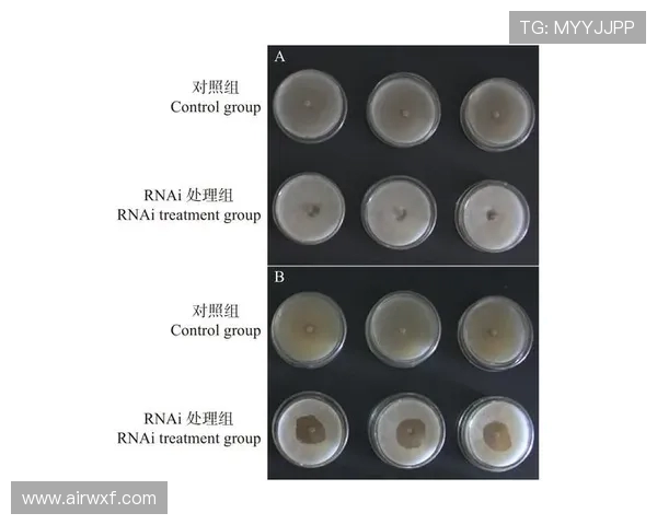 IG边路渗透战术分析及其对比赛结果的影响探讨
