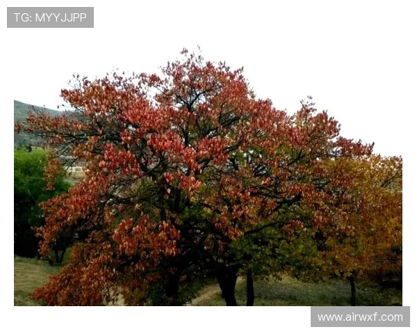 翟晓川:从篮球场的拼搏到人生舞台的精彩转身